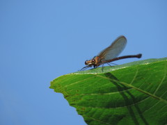 Hetaerina cruentata
