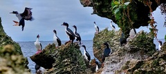 Chatham Shag photo 4