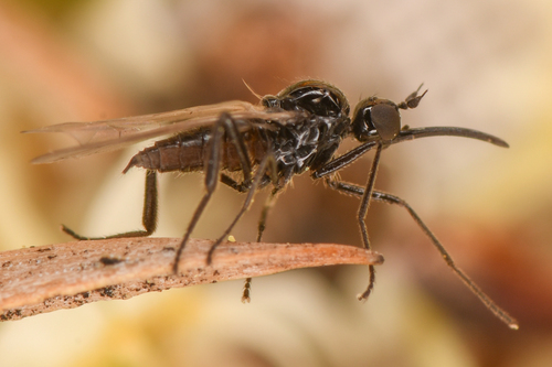Meghyperus occidens