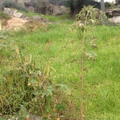 Kearnemalvastrum lacteum