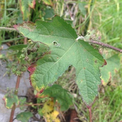 Kearnemalvastrum lacteum