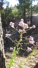 Stevia viscida
