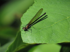 Hetaerina cruentata