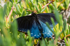 Battus philenor hirsuta