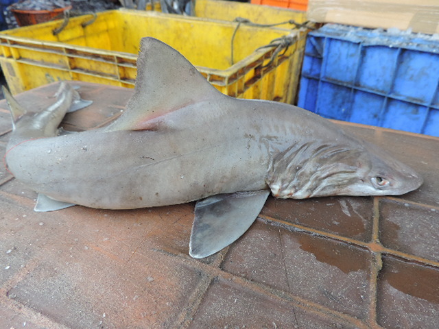 Bigeye Houndshark