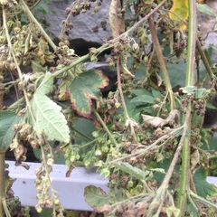 Kearnemalvastrum lacteum