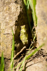 Battus philenor hirsuta