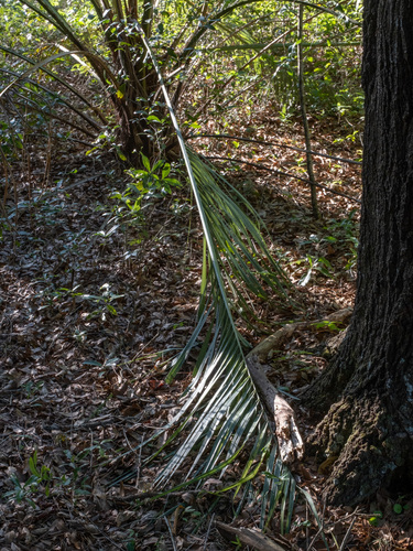 Butia odorata