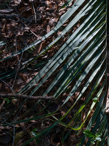 Butia odorata