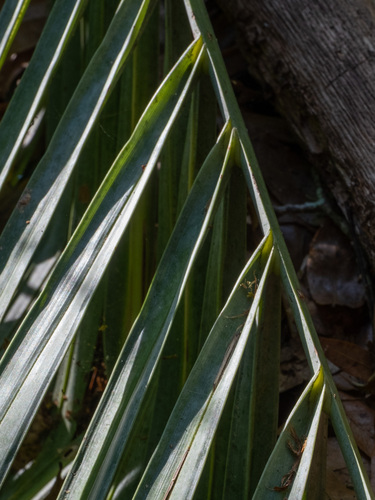 Butia odorata