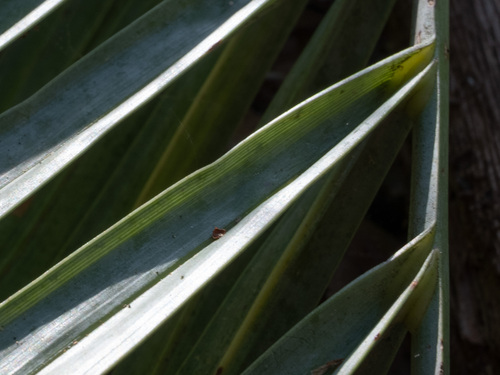 Butia odorata