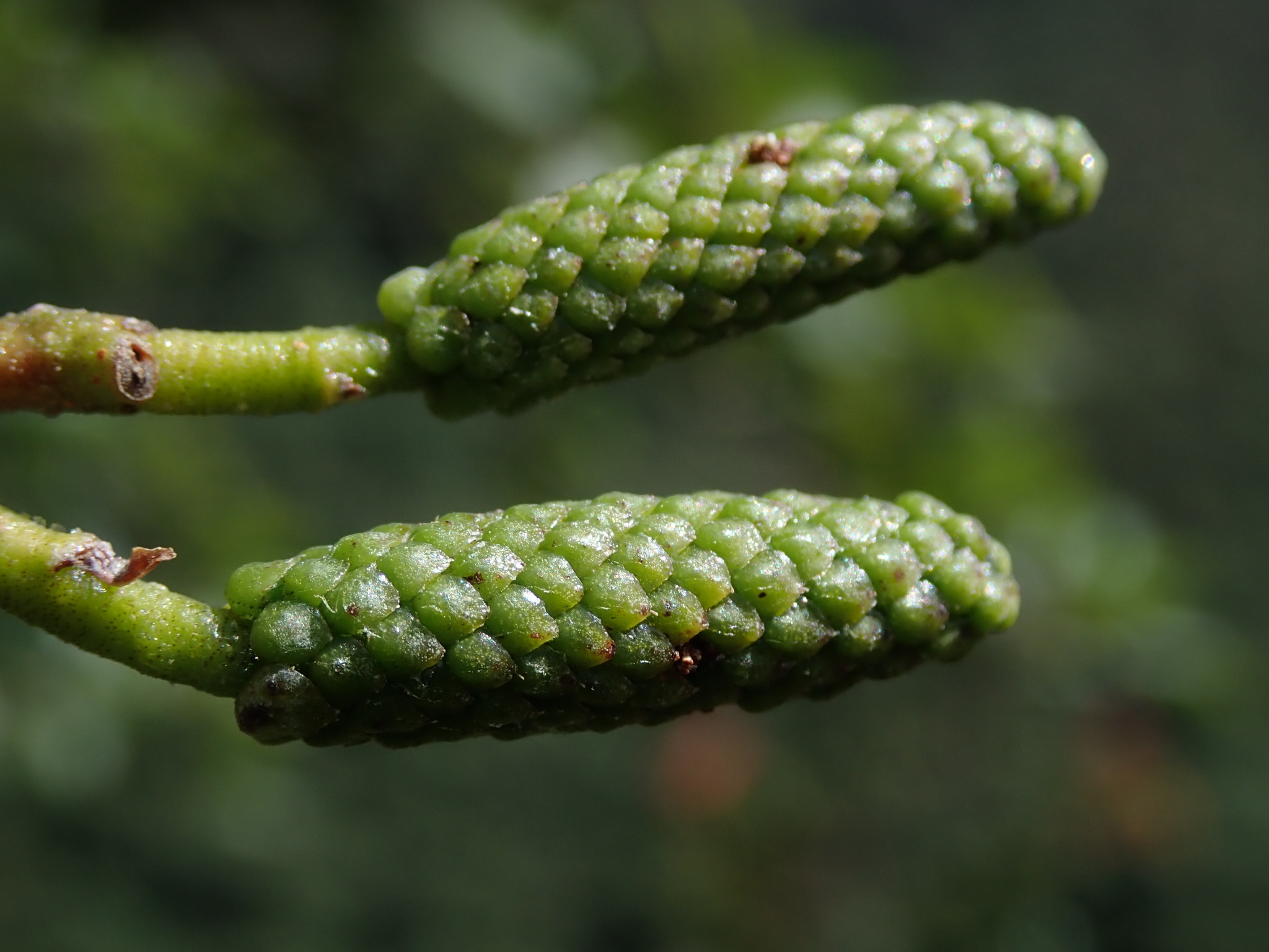 Alnus acuminata image