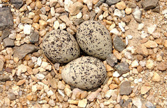 Charadrius alexandrinus