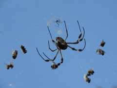 Trichonephila clavipes