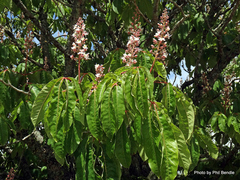 Aesculus indica