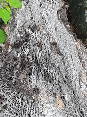 Diacrita costalis