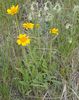 Hillside Arnica - Photo (c) whitemud, some rights reserved (CC BY-NC), uploaded by whitemud