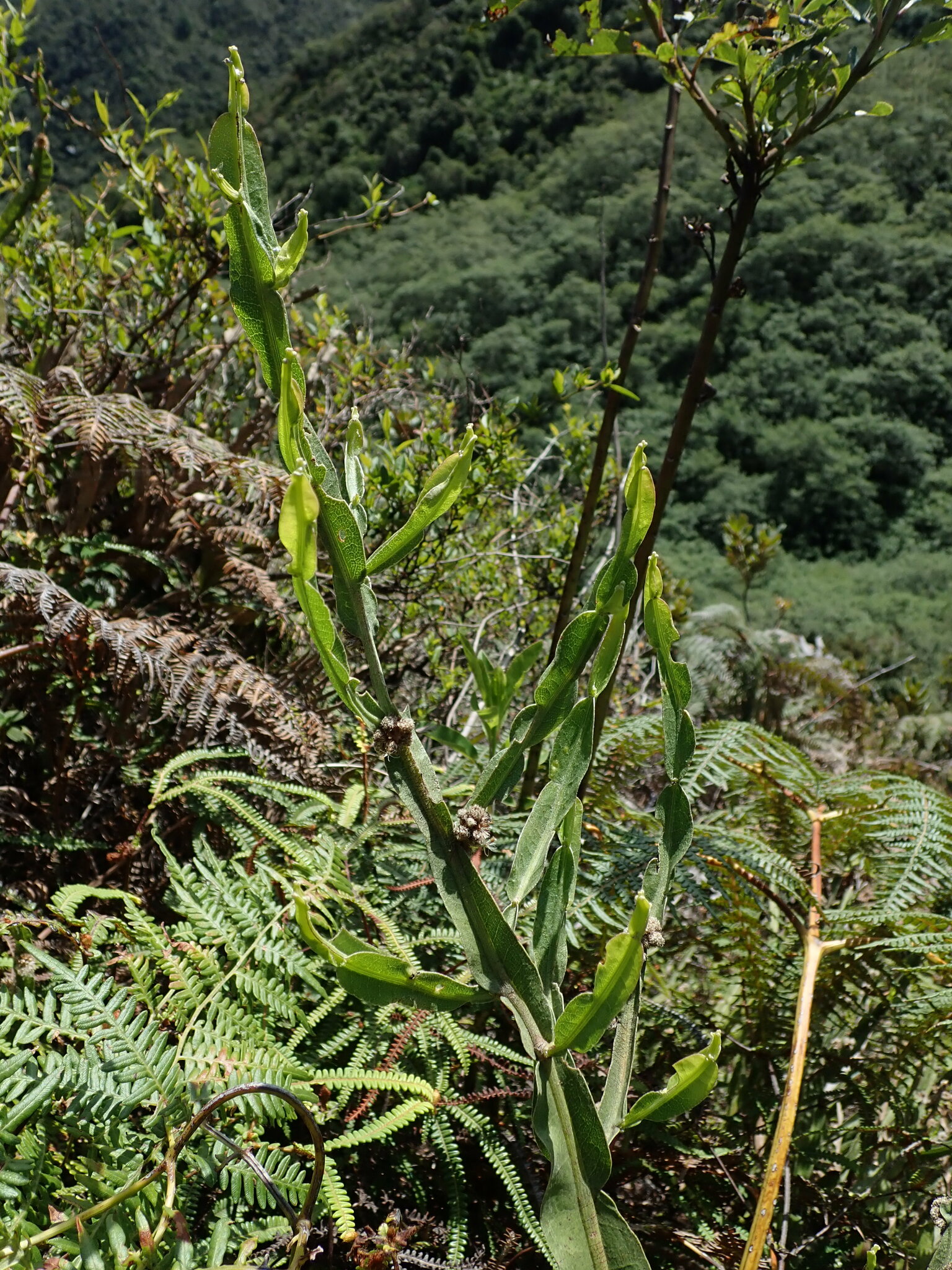 Baccharis genistelloides image