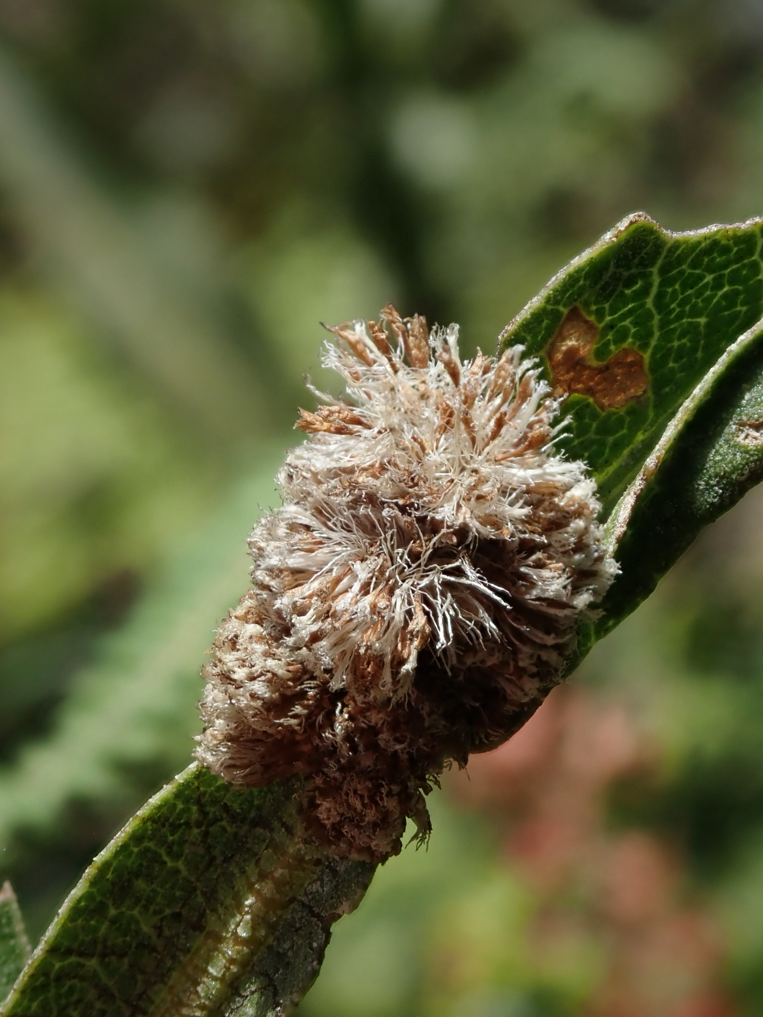 Baccharis genistelloides image