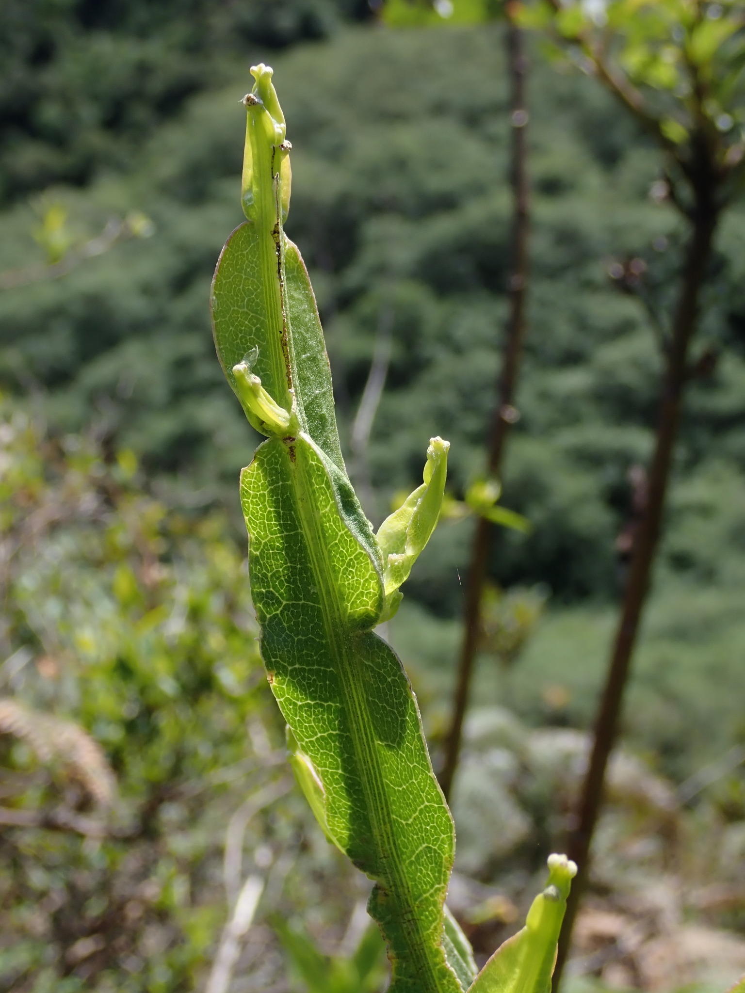 Baccharis genistelloides image