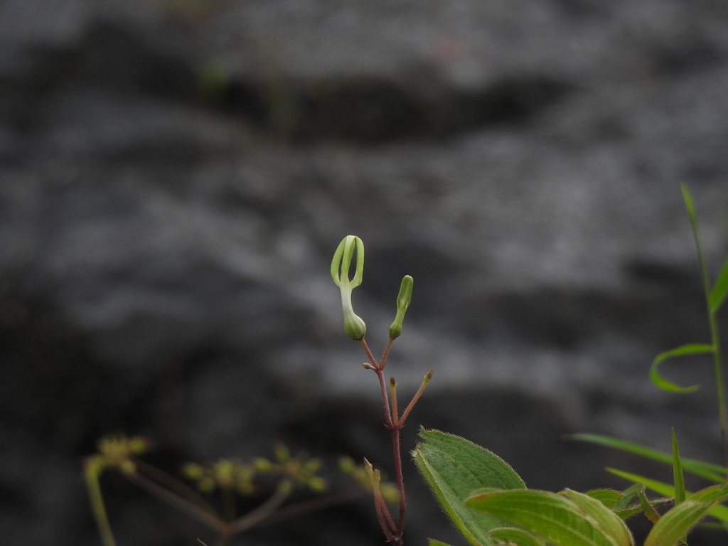 Ceropegia ensifolia, Valparai, Tamil Nadu 642127, India