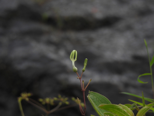 Ceropegia ensifolia