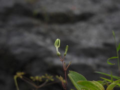 Ceropegia ensifolia