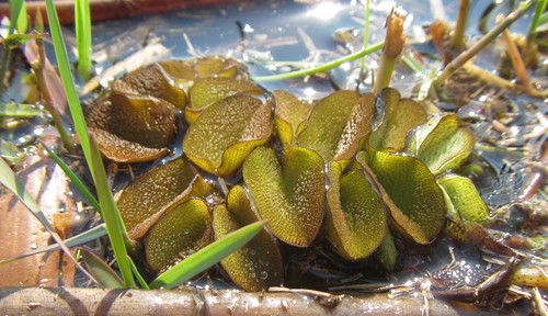 Salvinia molesta image