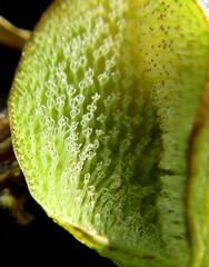 Salvinia molesta image