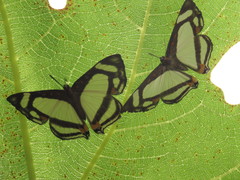 Thisbe lycorias
