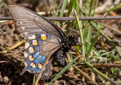 Battus philenor hirsuta