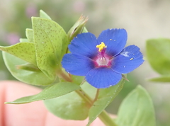 Anagallis