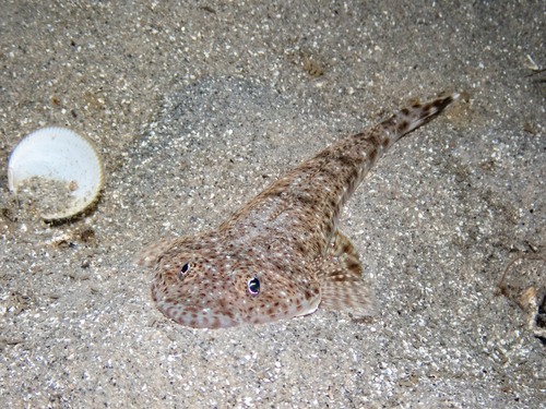 Bass flathead (Platycephalus bassensis) — Platycephalidae — 4