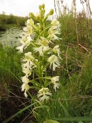 Platanthera leucophaea