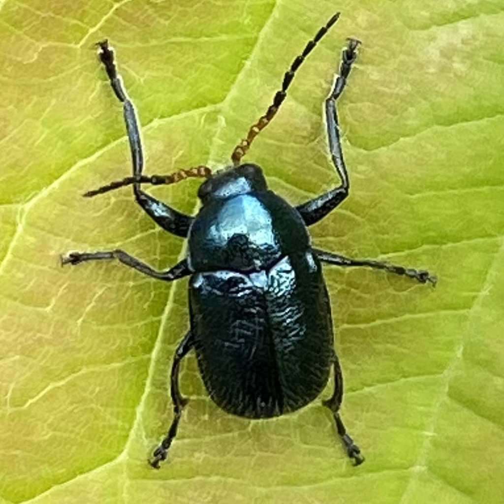Cryptocephalus cyanipes
