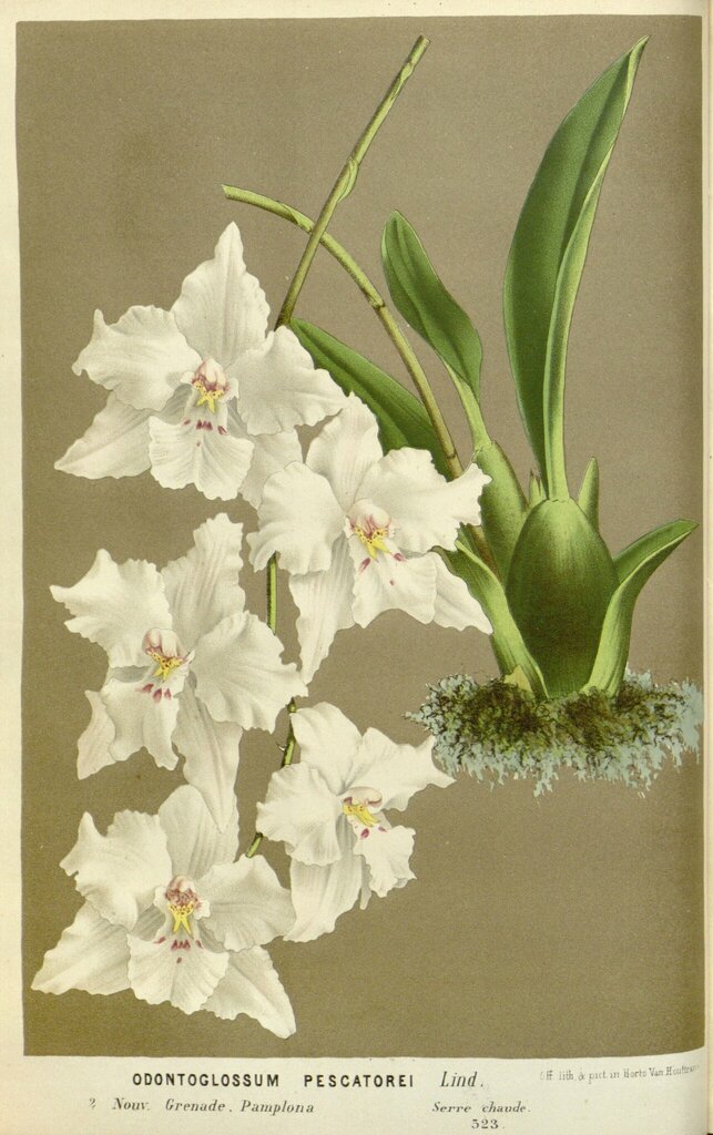 Oncidium nobile