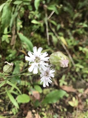 Behenantha
