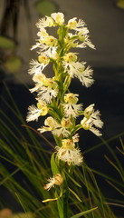 Platanthera leucophaea