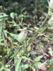 Behenantha