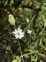 Behenantha