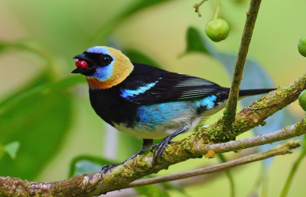 Hooded Tanager photo