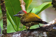 Stripe-Cheeked Woodpecker photo 2