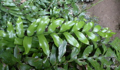 Asplenium lepidotum