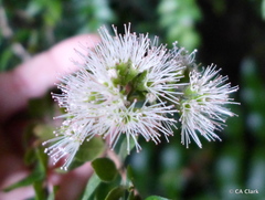 Metrosideros colensoi