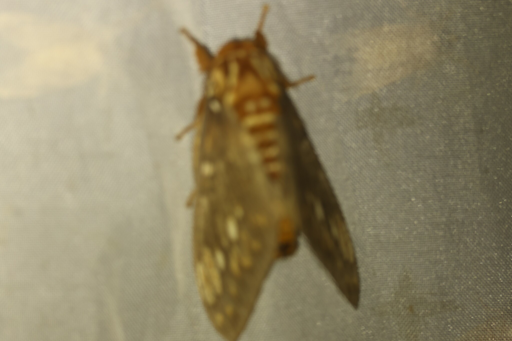 Citheronia bellavista image