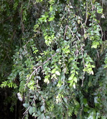 Metrosideros colensoi