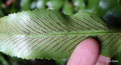 Asplenium lepidotum