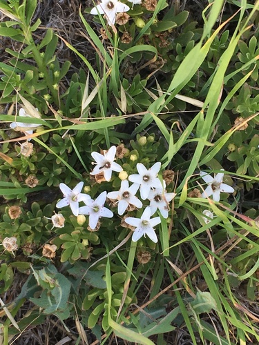 Myoporum parvifolium