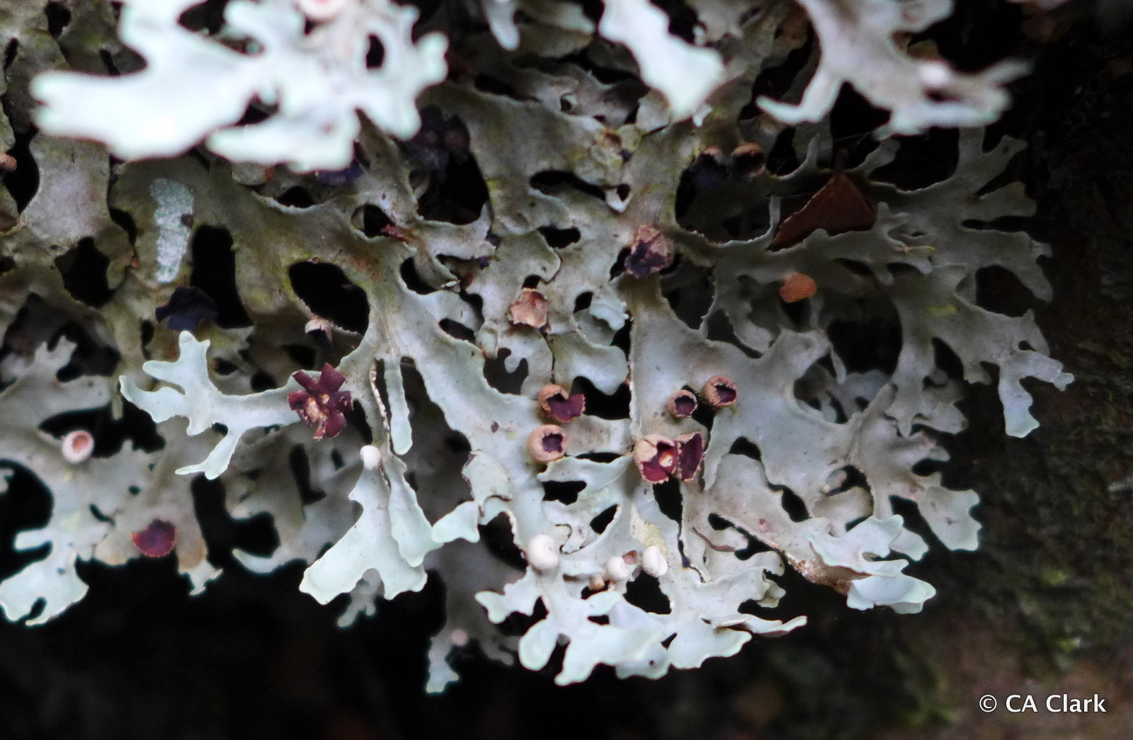 Pseudocyphellaria image