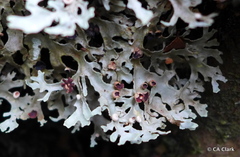 Pseudocyphellaria homoeophylla